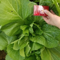 苦菜芥菜青菜酸菜酸菜鱼泡菜厂专供全国发货