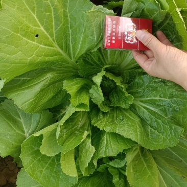 苦菜芥菜青菜酸菜酸菜鱼泡菜厂专供全国发货