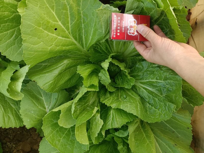 苦菜芥菜青菜酸菜酸菜鱼泡菜厂专供全国发货