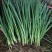 麦茬地移栽一代二代铁杆葱苗均有现货，品质保证可签合同。