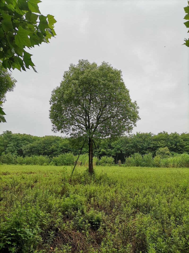 武汉苗圃供应精品移栽香樟全冠香樟大规格精品移栽香樟