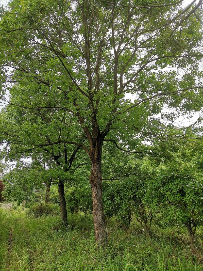 武汉苗圃供应精品移栽香樟全冠香樟大规格精品移栽香樟