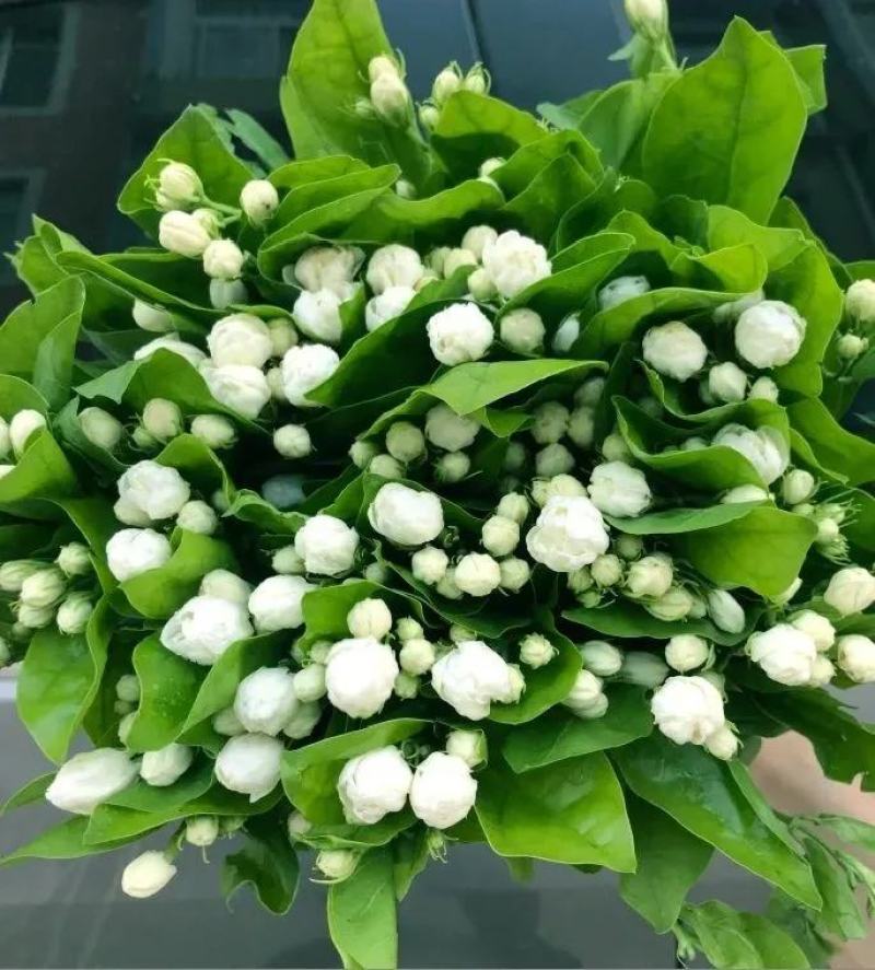 昆明基地茉莉枝条多，叶水清爽，新鲜香味浓
