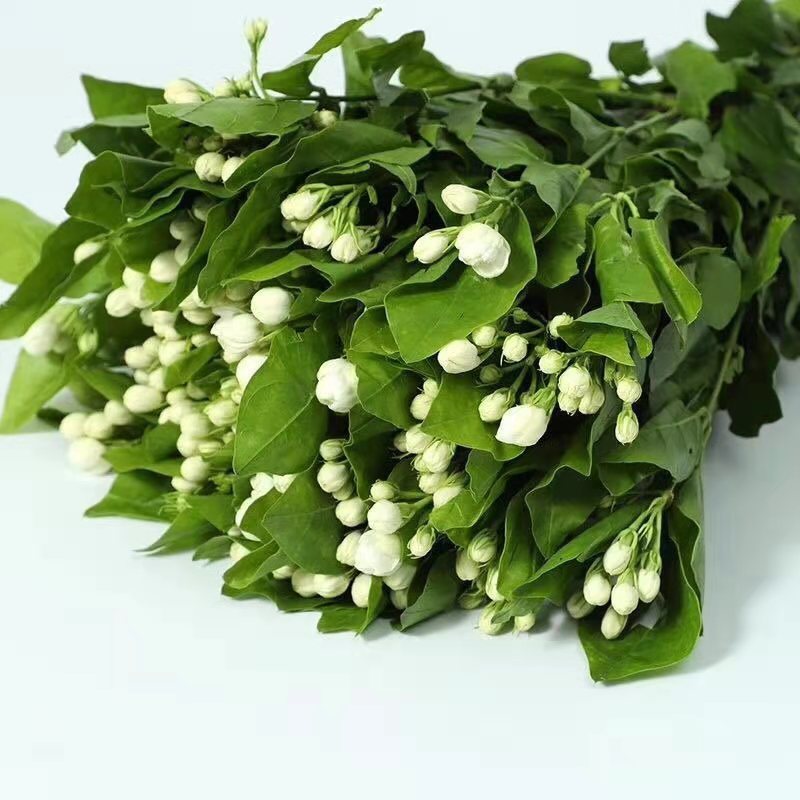 昆明基地茉莉枝条多，叶水清爽，新鲜香味浓
