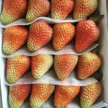 草莓，四季草莓，长年有货，可长期供应，每颗精心挑选及包装