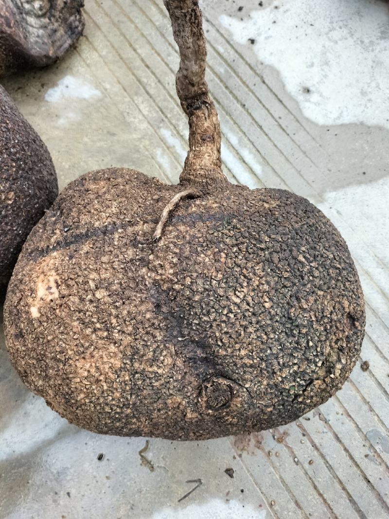 云南省临沧市永德云县纯野生蛇莲出售