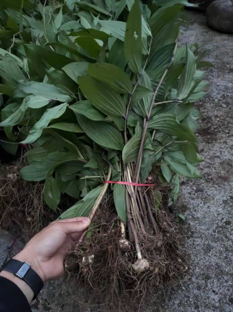 黄精黄精苗根茎保证质量欢迎大家前来咨询选购