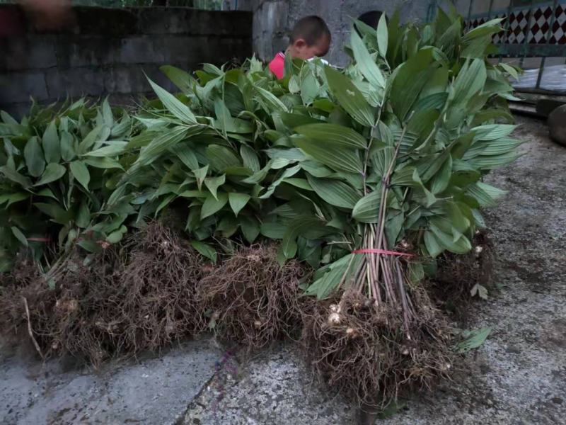 黄精黄精苗根茎保证质量欢迎大家前来咨询选购