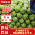 内蒙古鄂尔多斯沙漠西瓜批发，内蒙西瓜代办代收