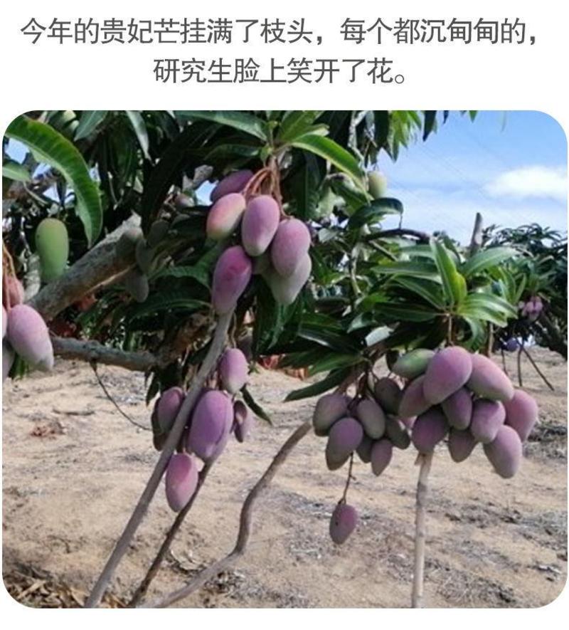 【产地】海南贵妃芒新鲜水果应季热带红金龙甜心芒果包邮