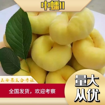黄蟠桃2~6两日供货上万欢迎合作