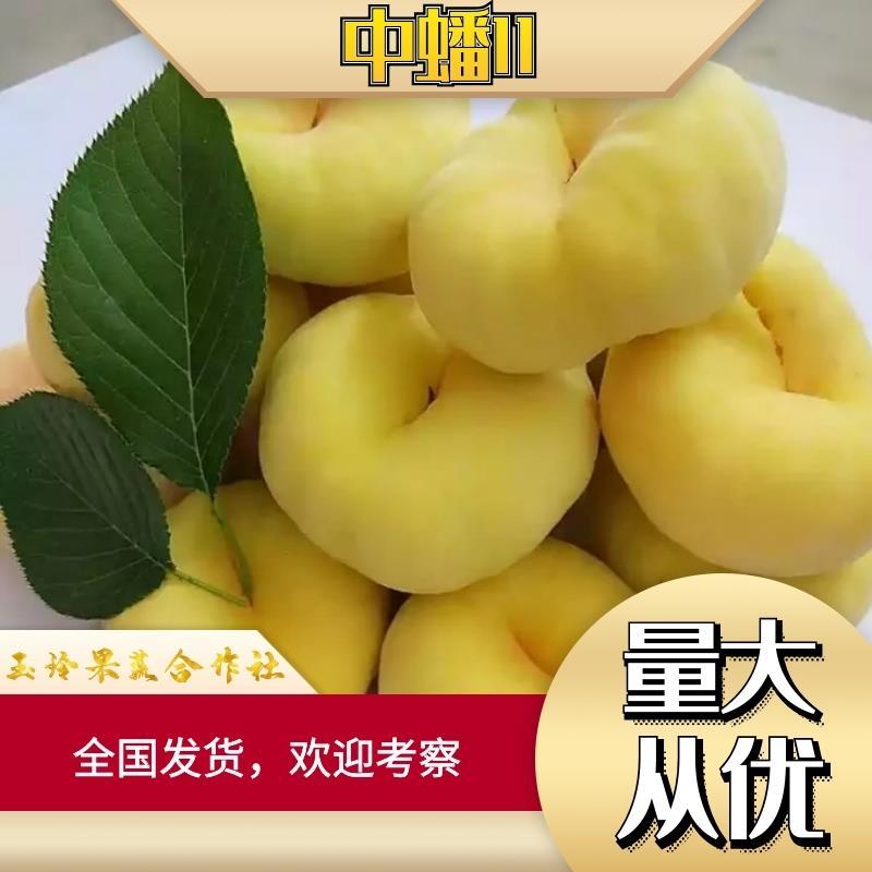 黄蟠桃2~6两日供货上万欢迎合作