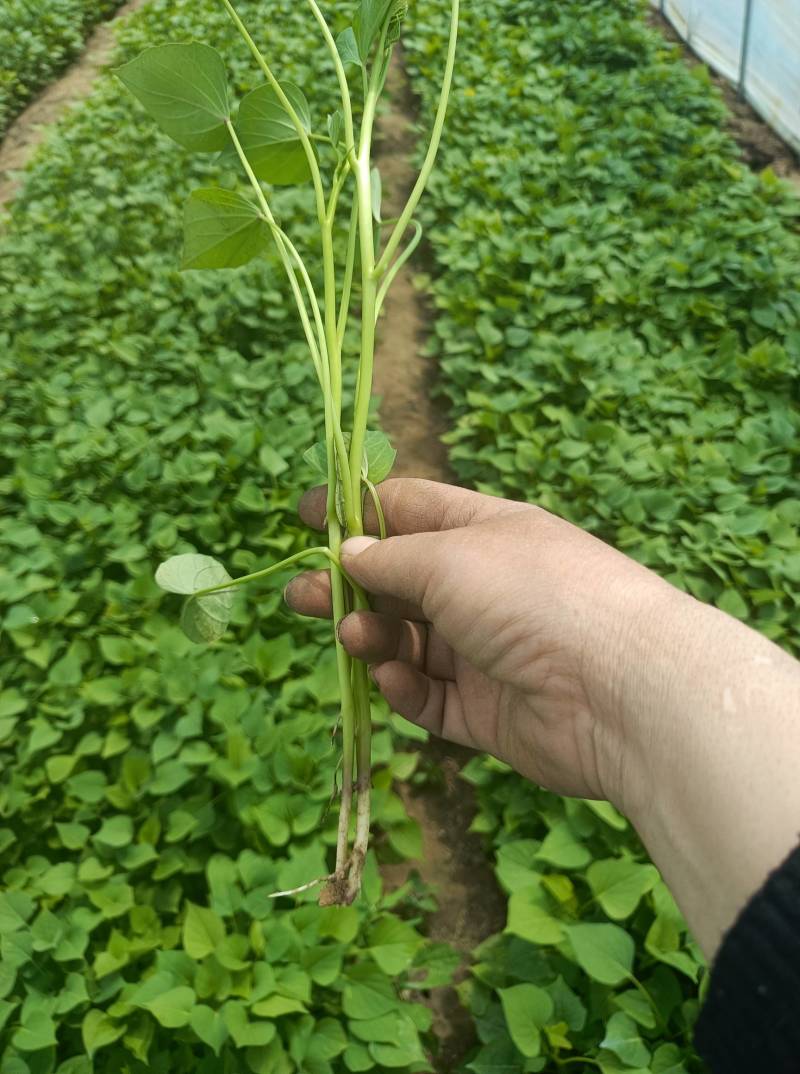 龙薯九号红薯苗15~25cm高成活，量大从优基地直发