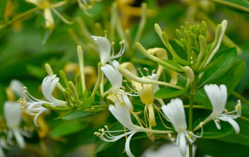 四季金很花阳台庭院爬藤植物