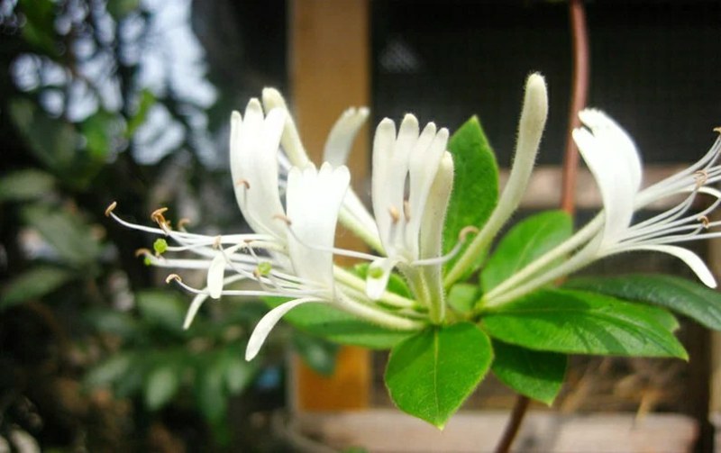 四季金很花阳台庭院爬藤植物