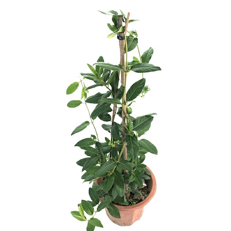 四季金很花阳台庭院爬藤植物