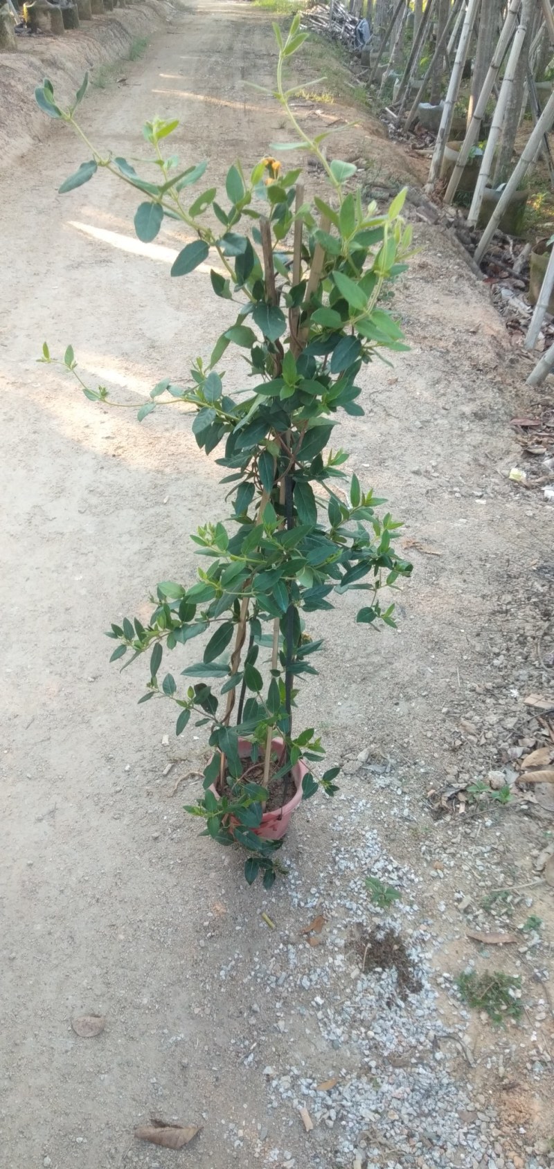 四季金很花阳台庭院爬藤植物