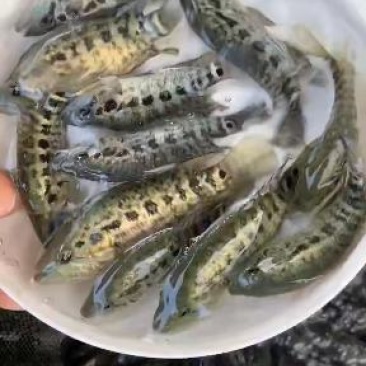 淡水石斑鱼苗基地供应量大从优可选规格欢迎咨询合作