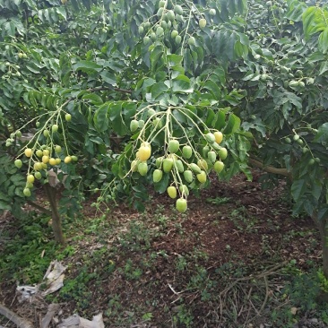 黄皮果