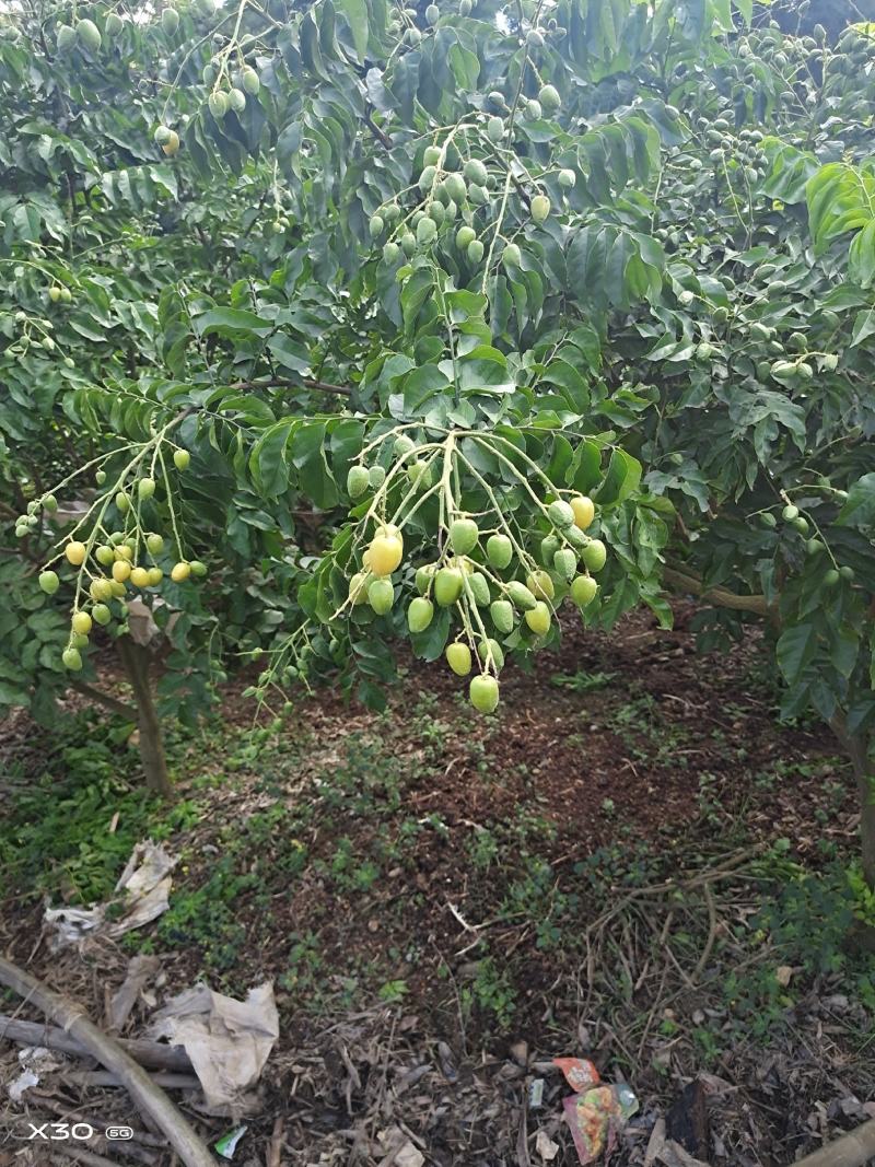 黄皮果