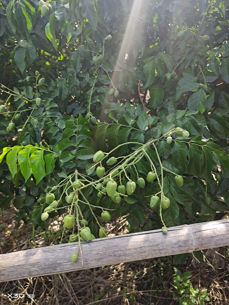 黄皮果
