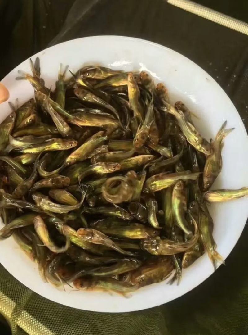 黄骨鱼…诚信经营，合作共赢，是本合作社的经营理