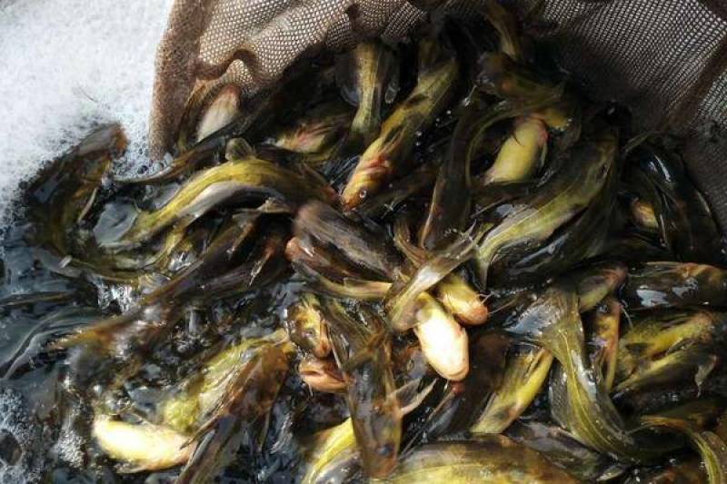黄骨鱼…诚信经营，合作共赢，是本合作社的经营理