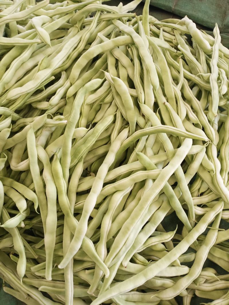 白豆角，白不老，都是大棚新下来的，条好色泽好质量好