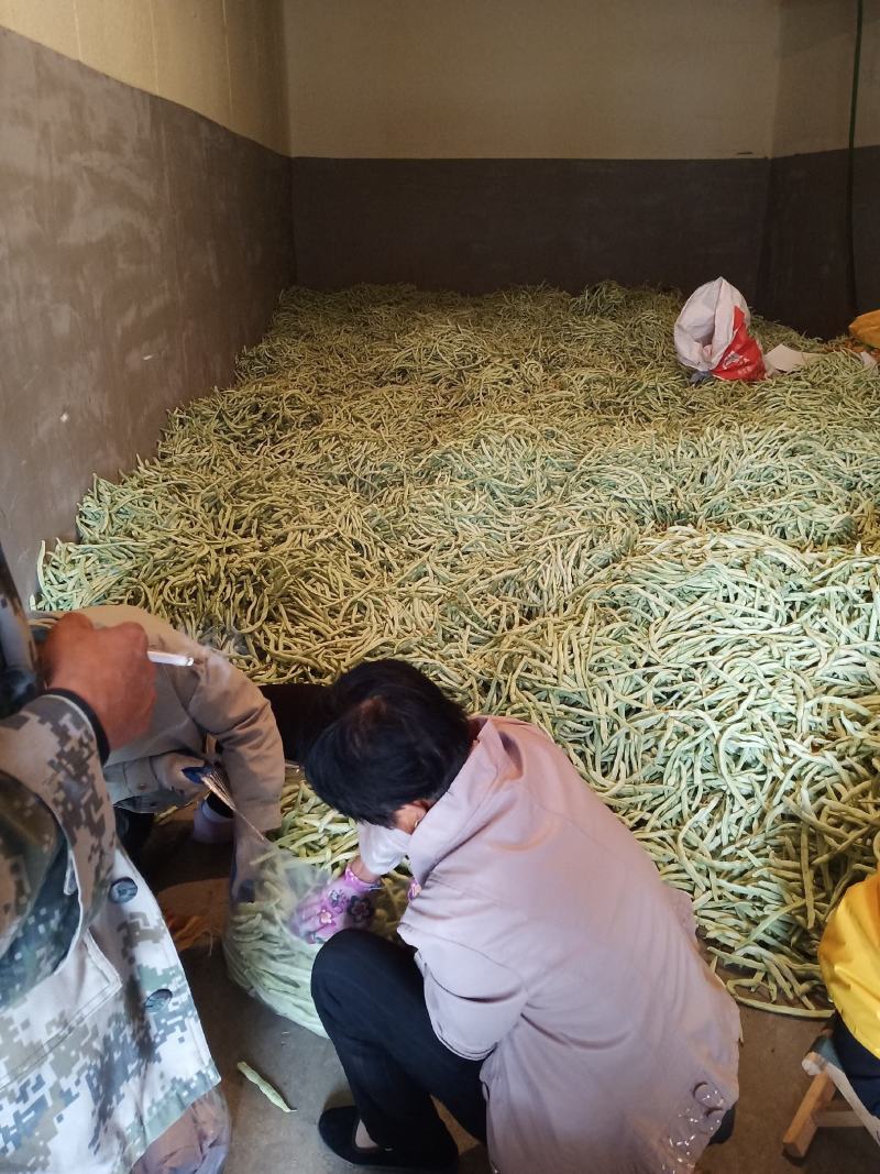 白豆角，白不老，都是大棚新下来的，条好色泽好质量好