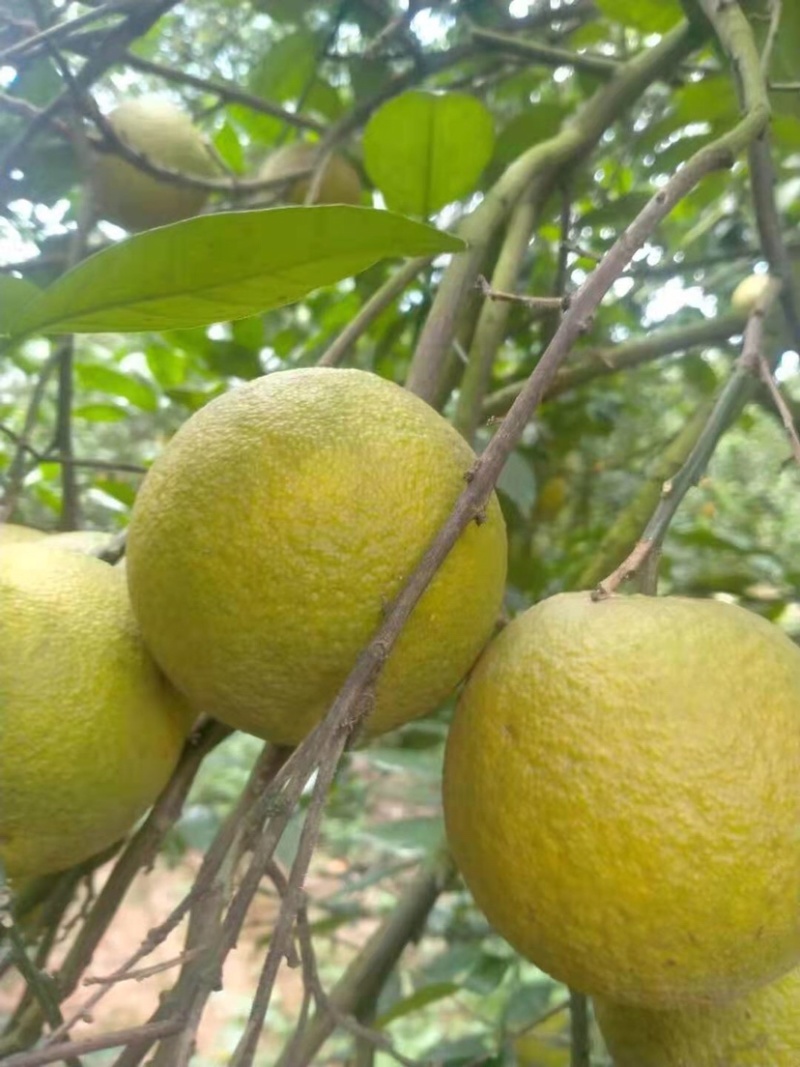 几十万斤夏橙，价格美丽