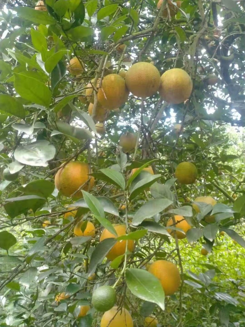 几十万斤夏橙，价格美丽