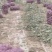 优质洋葱，大量上市，货源充足，代打全国欢迎新老客户前来购