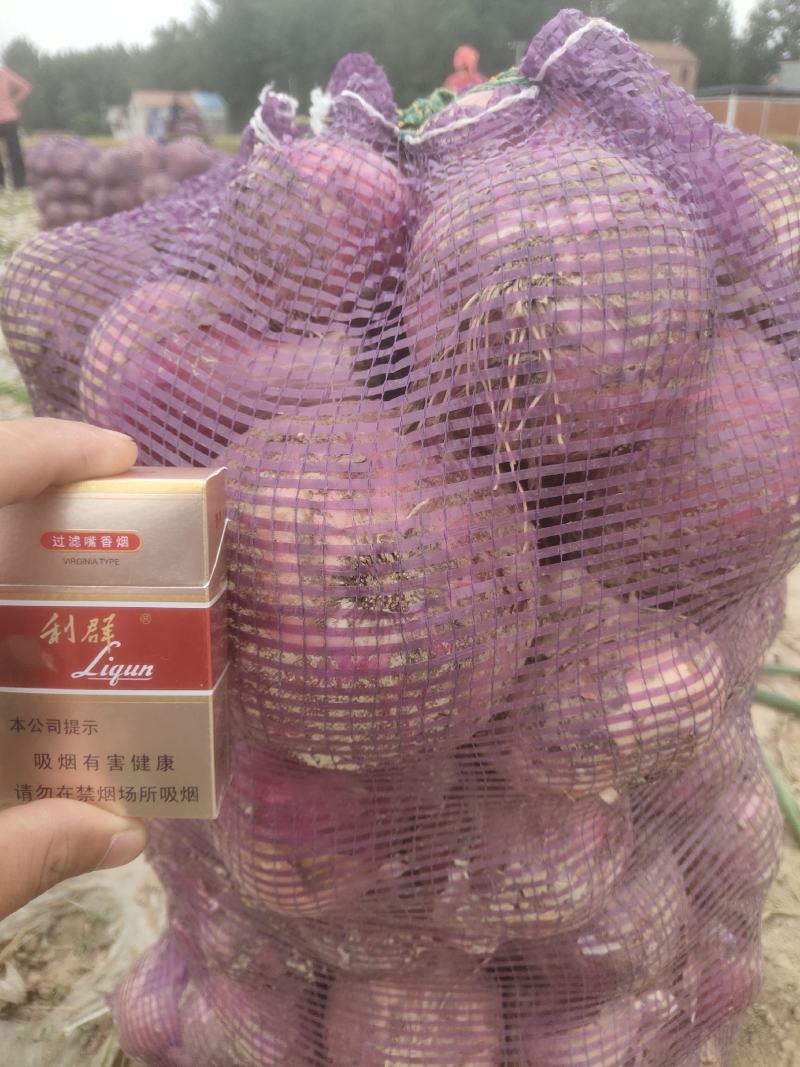 优质洋葱，大量上市，货源充足，代打全国欢迎新老客户前来购