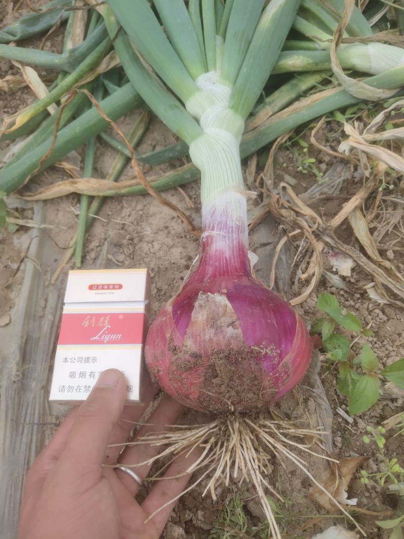 优质洋葱，大量上市，货源充足，代打全国欢迎新老客户前来购