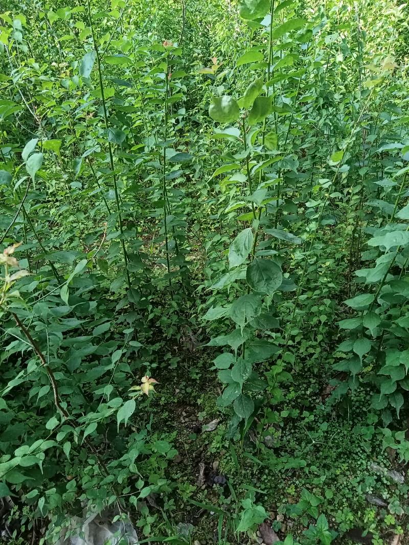 有大量正宗大肉梅，罗岗梅，青梅苗超靓品种出售等等规格。