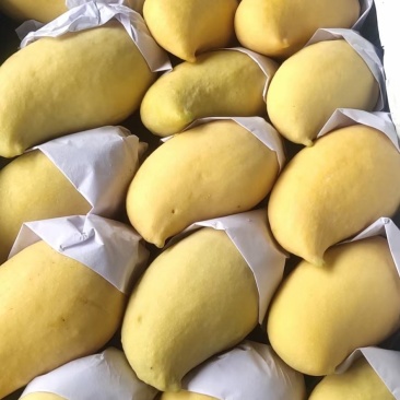 云南产地直销热带水果鹰嘴芒大量上市货源充足