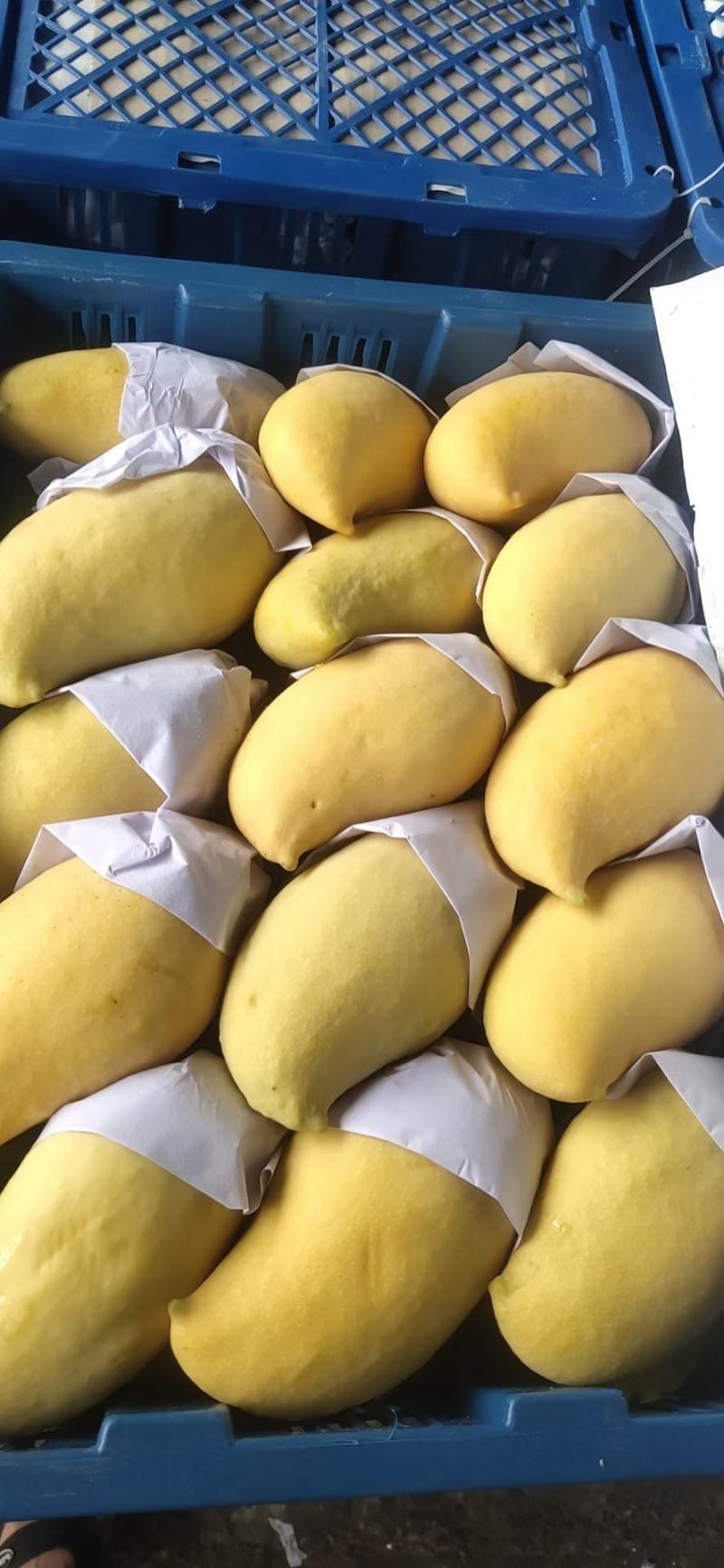 云南产地直销热带水果鹰嘴芒大量上市货源充足