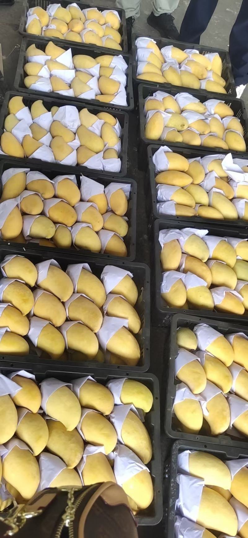 云南产地直销热带水果鹰嘴芒大量上市货源充足