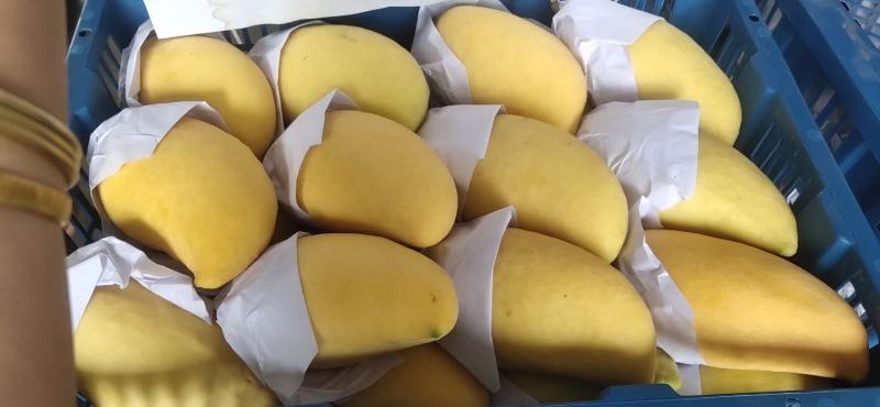 云南产地直销热带水果鹰嘴芒大量上市货源充足
