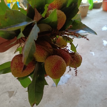 荔枝
