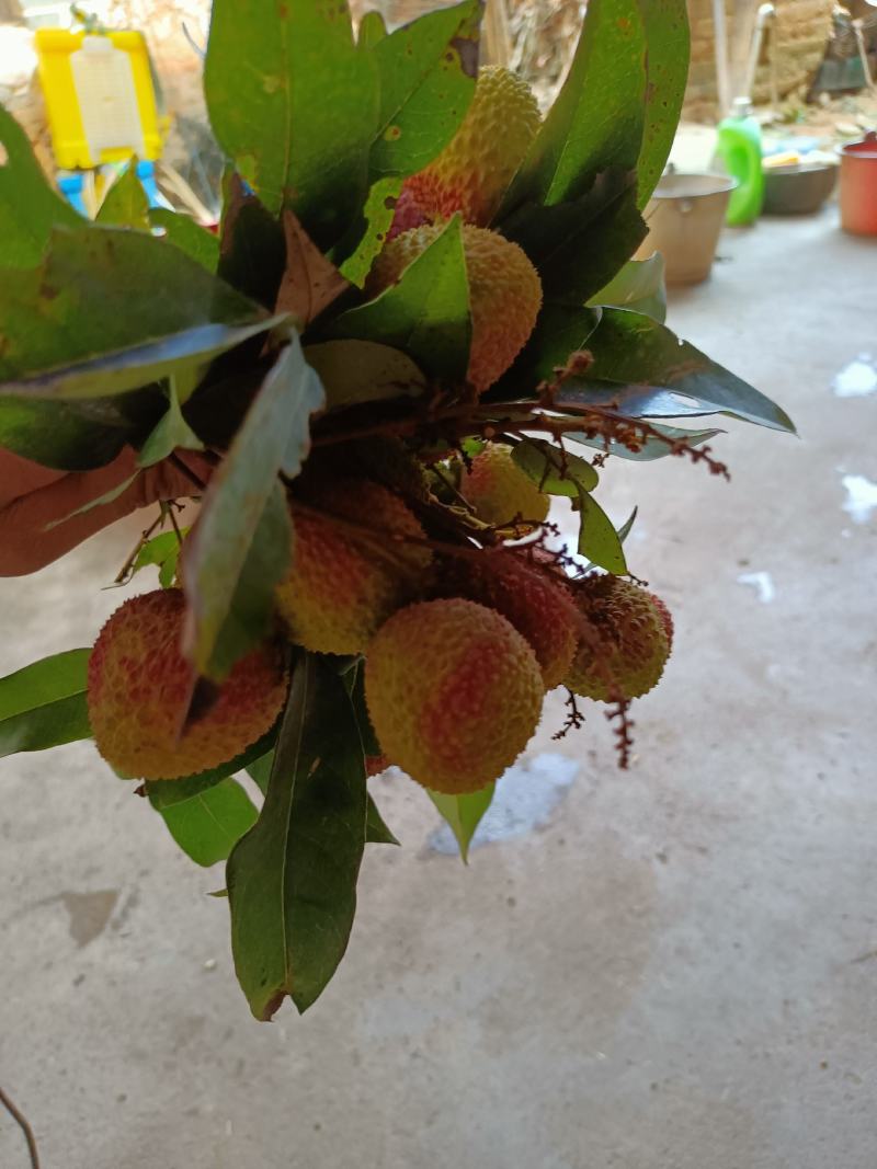 荔枝