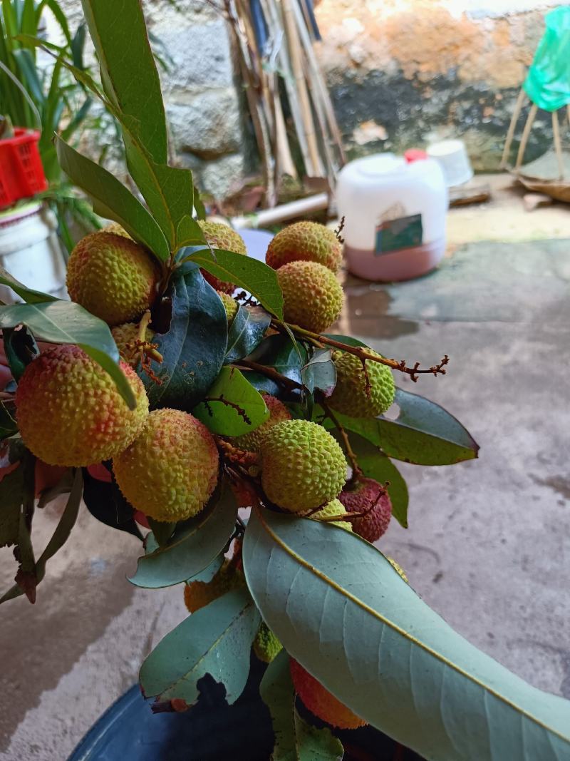 荔枝