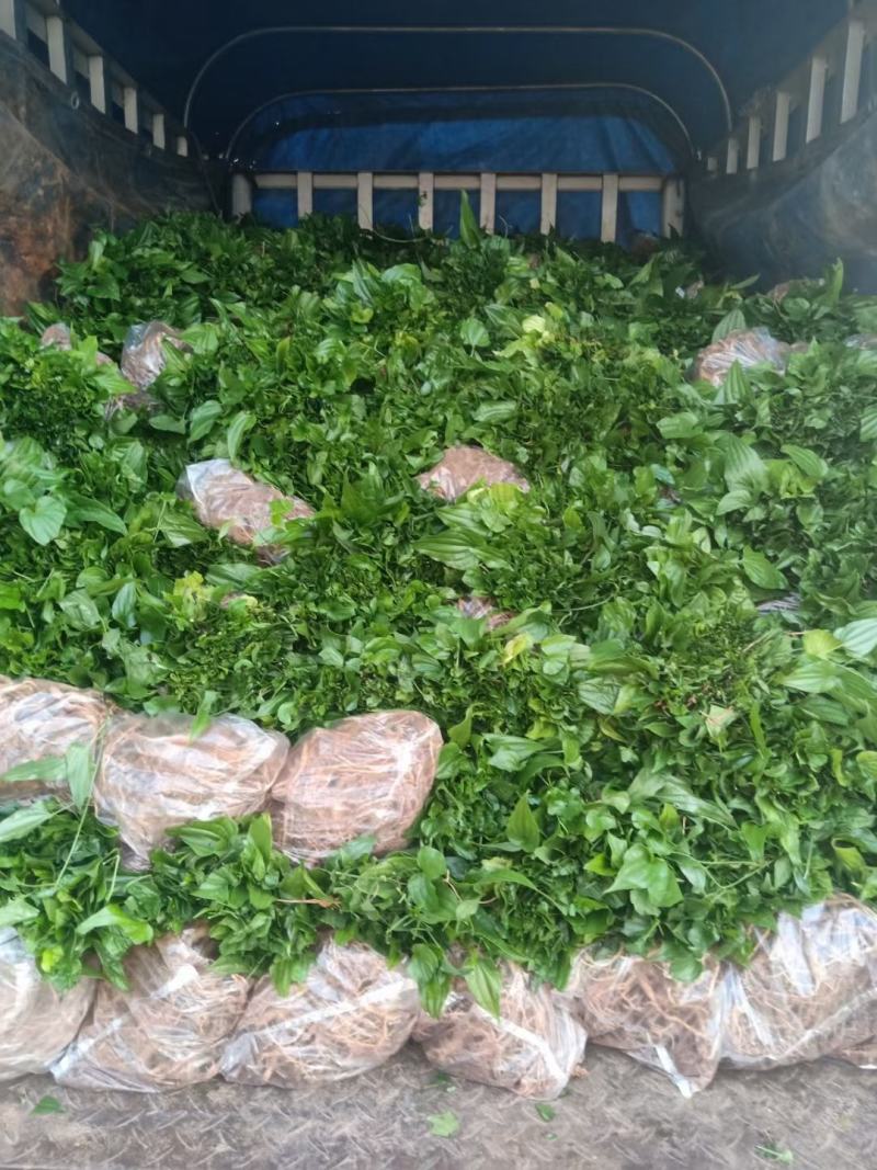 百部苗云南红花，白花对叶大百部优质种苗