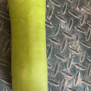 瓠瓜铺子瓜基地货，货源充足，质量保证