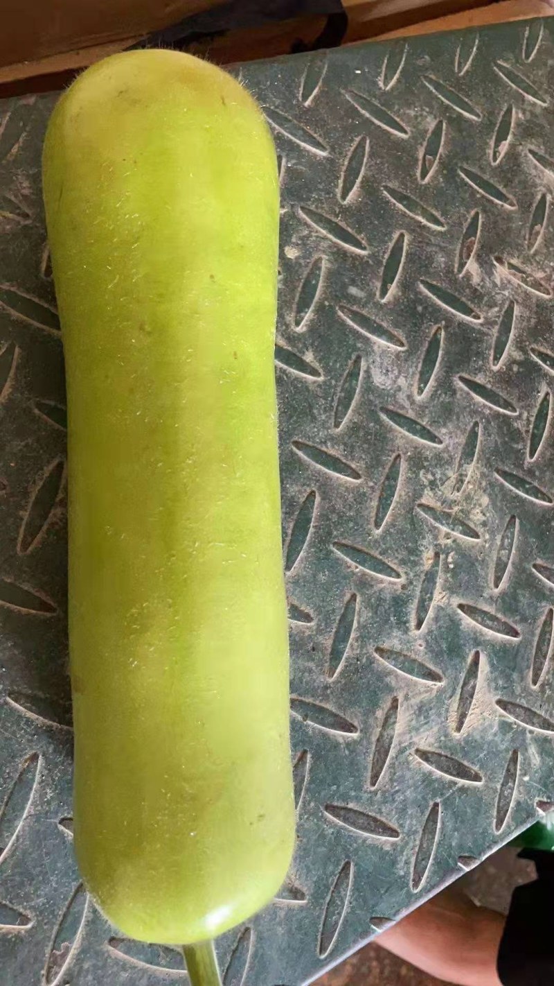 瓠瓜铺子瓜基地货，货源充足，质量保证
