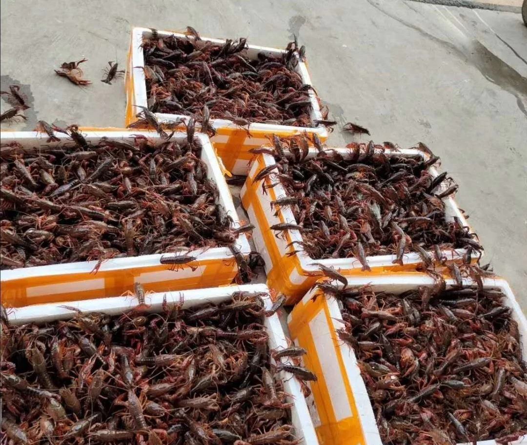 蒸汽氤氲的蒸锅特写:不锈钢蒸架上放置覆膜深盘,盘内可见红亮小龙虾浸润汤汁,保鲜膜表面凝结细密水珠,计时器显示'06:00' 蒸制复热过程特写
