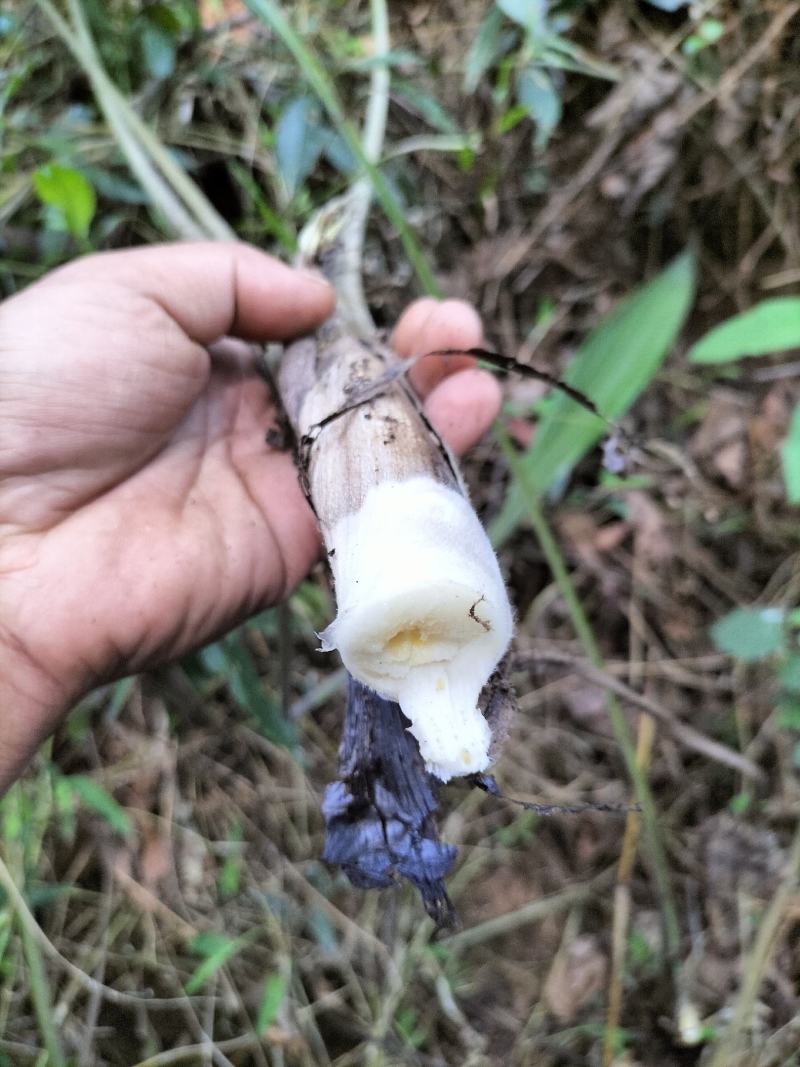 大叶仙茅，大地粽根，纯野生，现挖要的提前联系