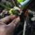 大叶仙茅，大地粽根，纯野生，现挖要的提前联系