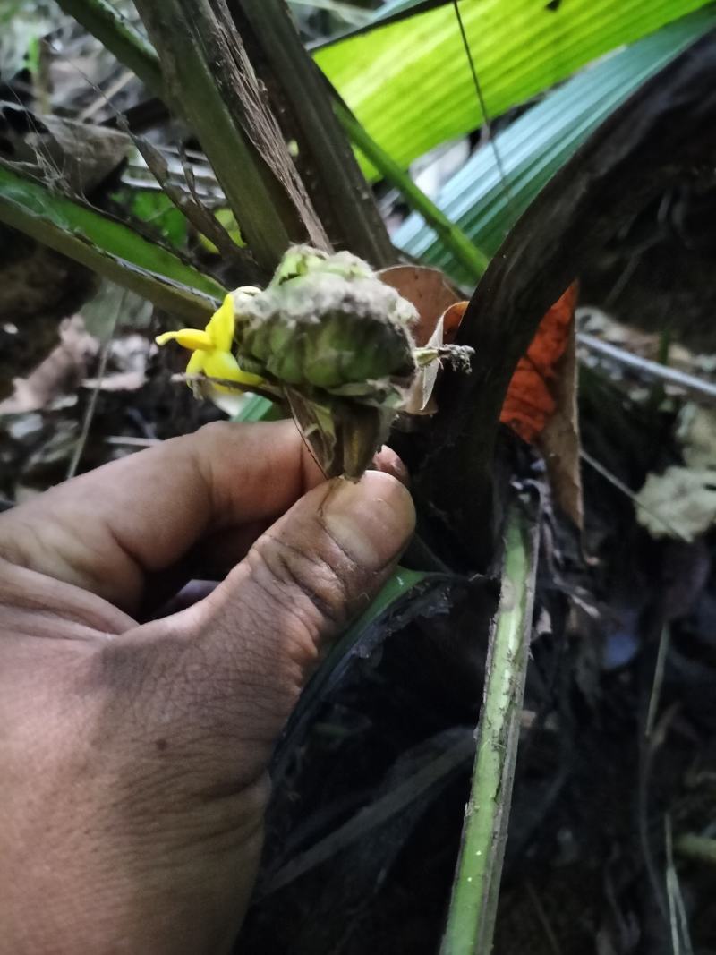 大叶仙茅，大地粽根，纯野生，现挖要的提前联系