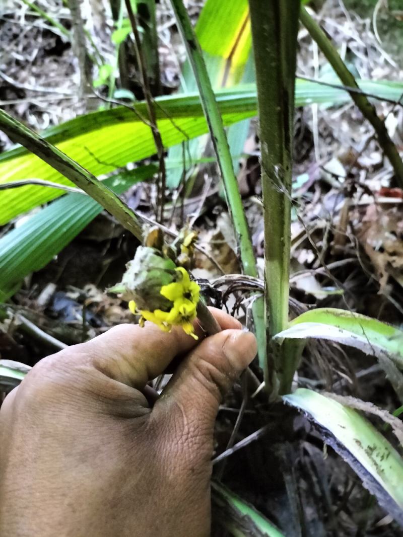 大叶仙茅，大地粽根，纯野生，现挖要的提前联系